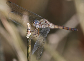 Blue-faced Meadowhawk